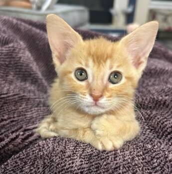 Katniss -  Tabby Cat for Adoption in Albuquerque, New Mexico - Katniss | PetCurious