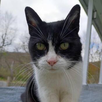 Sonoma -  Domestic Short Hair Cat for Adoption in Inwood, West Virginia - Sonoma | PetCurious