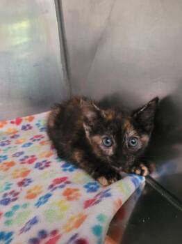 Nadia -  Domestic Short Hair Cat for Adoption in Linton, Indiana - Nadia | PetCurious
