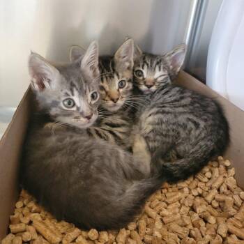 Flik -  Domestic Short Hair Cat for Adoption in Westminster, California - Flik | PetCurious