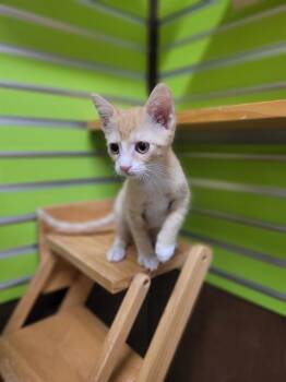 Rescue Domestic Short Hair Cats for Adoption in St. Peters, Missouri - SARA | PetCurious