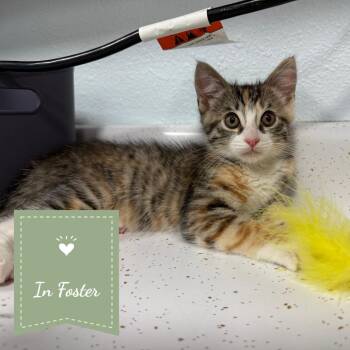 Bambi -  Domestic Short Hair Cat for Adoption in Chico, California - Bambi | PetCurious