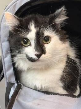 Panda -  Domestic Long Hair and Domestic Short Hair Cat for Adoption in Memphis, Tennessee - Panda | PetCurious