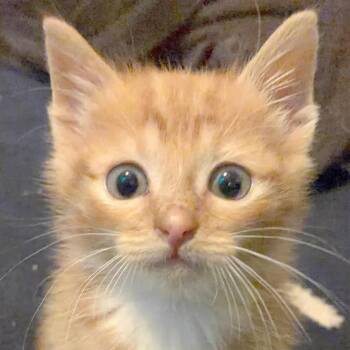 Cheeto -  Domestic Short Hair Cat for Adoption in Madison, Wisconsin - Cheeto | PetCurious