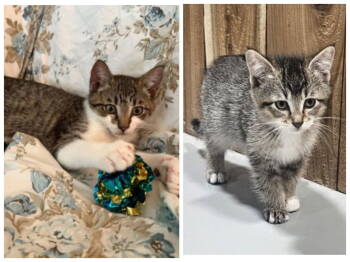 Rescue Domestic Short Hair Cats for Adoption in Minneapolis, Minnesota - Michael & Peter | PetCurious