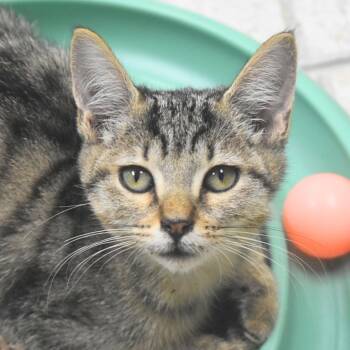 Ziva -  Domestic Short Hair Cat for Adoption in St. Petersburg, Florida - Ziva | PetCurious