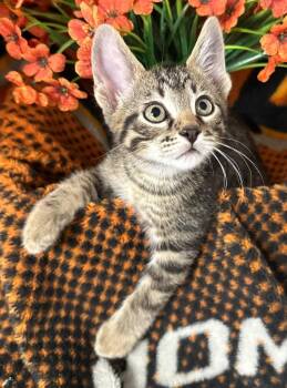5/1/26 Kizz -  Domestic Short Hair Cat for Adoption in Stillwater, Oklahoma - 5/1/26 Kizz | PetCurious