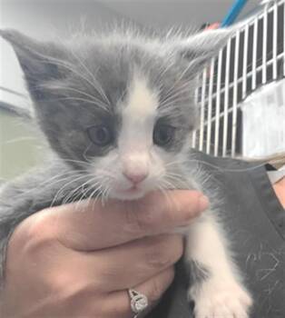 Domestic Short Hair Cats Available for Adoption in Riverside, California - A1912321 | PetCurious