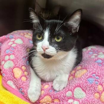 Mothman -  Domestic Short Hair Cat for Adoption in Walnut Creek, California - Mothman | PetCurious