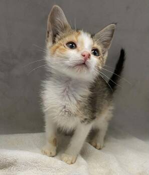 Tina Turner - At shelter -  Domestic Short Hair Cat for Adoption in Rustburg, Virginia - Tina Turner - At Shelter | PetCurious