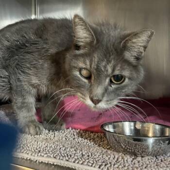 Domestic Short Hair Cats Available for Adoption - Buster | PetCurious