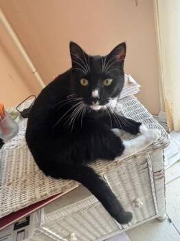 Domestic Short Hair Cats Available for Adoption in Fairfax, Virginia - Layla Kitty | PetCurious