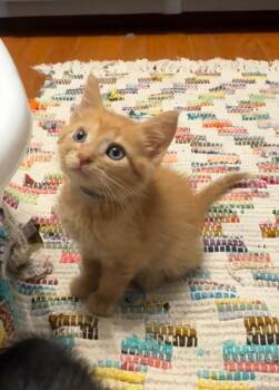 Scottie Too-Hottie -  Domestic Short Hair Cat for Adoption in Newnan, Georgia - Scottie Too-Hottie | PetCurious