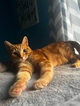 Ron -  Domestic Short Hair Cat for Adoption in New Baltimore, Michigan - Ron | PetCurious