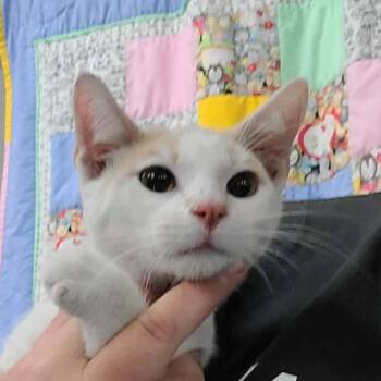 Domestic Short Hair Cats Available for Adoption - Boomer | PetCurious
