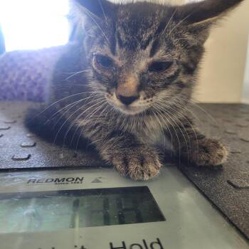 Drew -  Domestic Short Hair Cat for Adoption in Clarksdale, Mississippi - Drew | PetCurious