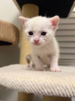 Shrek -  Domestic Short Hair Cat for Adoption in Fruit Heights, Utah - Shrek | PetCurious