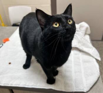 Gloria -  Domestic Short Hair Cat for Adoption in Westland, Michigan - Gloria | PetCurious