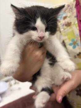 Pepperoni -  Domestic Medium Hair and Domestic Short Hair Cat for Adoption in Schenectady, New York - Pepperoni | PetCurious
