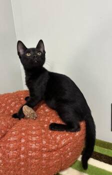 Oak -  Domestic Short Hair Cat for Adoption in Picayune, Mississippi - Oak | PetCurious