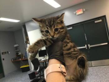 Domestic Short Hair Cats Available for Adoption in Thousand Palms, California - MARK | PetCurious