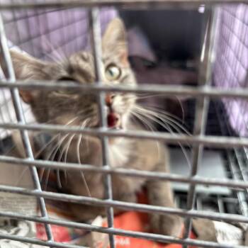 Violet 1934GoldenVicary05 -  Domestic Short Hair Cat for Adoption in Columbia, Missouri - Violet 1934GoldenVicary05 | PetCurious