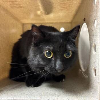 Jewel -  Domestic Long Hair Cat for Adoption in Reno, Nevada - Jewel | PetCurious