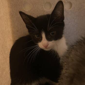 Topaz -  Domestic Short Hair Cat for Adoption in Pasadena, California - Topaz | PetCurious