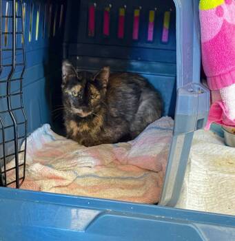 Felicia -  Domestic Short Hair Cat for Adoption in Castro Valley, California - Felicia | PetCurious