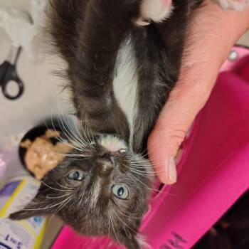 Tooth -  Domestic Short Hair Cat for Adoption in Coos Bay, Oregon - Tooth | PetCurious