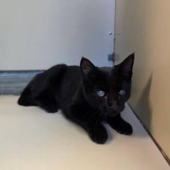 Stevie Nicks -  Domestic Medium Hair Cat for Adoption in Salt Lake City, Utah - Stevie Nicks | PetCurious