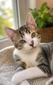 Zoro -  Domestic Short Hair Cat for Adoption in Gun Barrel City, Texas - Zoro | PetCurious