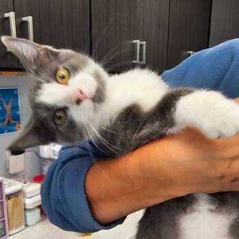 Rescue Domestic Short Hair Cats for Adoption in Zimmerman, Minnesota - Lavender | PetCurious