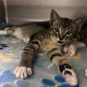 Angel-Key 28571 -  Domestic Short Hair Cat for Adoption in Middleburg, Florida - Angel-Key 28571 | PetCurious