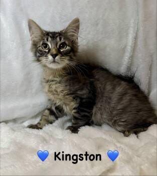 Kingston -  Domestic Long Hair Cat for Adoption in Copley, Ohio - Kingston | PetCurious