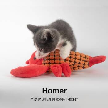 Rescue Domestic Short Hair Cats for Adoption in Yucaipa, California - Homer | PetCurious