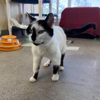 Domestic Short Hair Cats Available for Adoption - Mochi | PetCurious