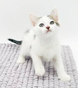 Turkish Van and Tabby Cats Available for Adoption in Bedford Hills, New York - Grayson Is Beyond Adorable!  WOW Cute! | PetCurious