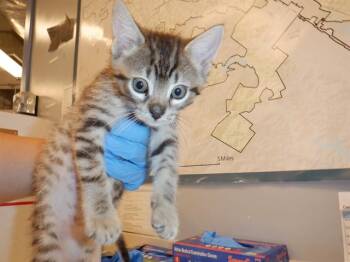 A1406908 -  Domestic Short Hair Cat for Adoption in San Jose, California - A1406908 | PetCurious