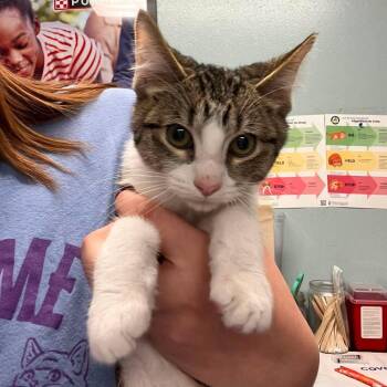Tom Nook (mtkit4) -  Domestic Short Hair Cat for Adoption in Edwardsville, Illinois - Tom Nook (mtkit4) | PetCurious