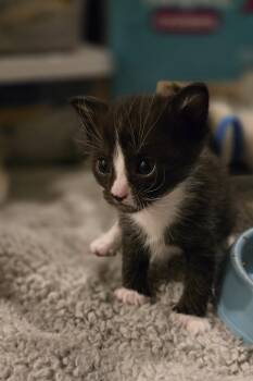 Domestic Short Hair Cats Available for Adoption in Fruit Heights, Utah - Schmidt | PetCurious