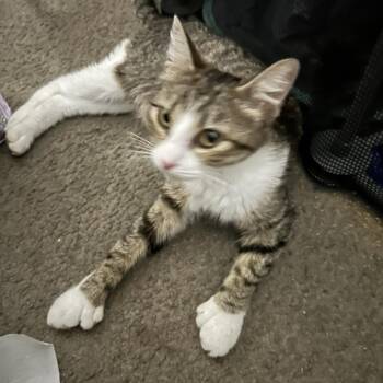 Thumbs -  Domestic Short Hair and Extra Toes Cat Hemingway Polydactyl Cat for Adoption in Hemet, California - Thumbs | PetCurious