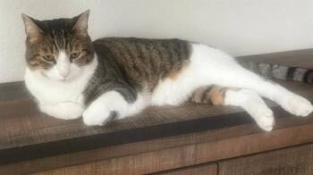 BENTLEY -  Domestic Short Hair Cat for Adoption in Camarillo, California - BENTLEY | PetCurious