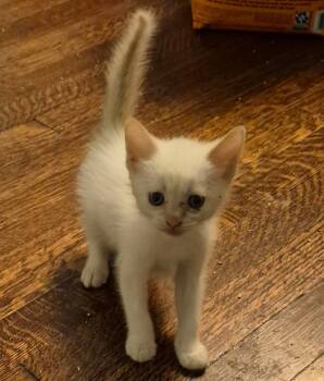 321414584 -  Siamese Cat for Adoption in Lee