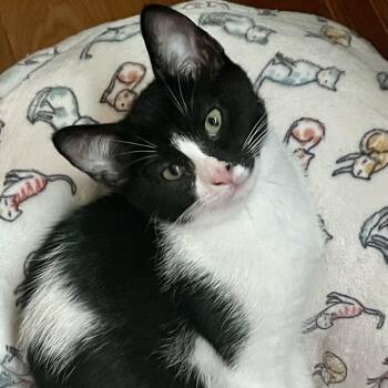 Rescue Domestic Short Hair Cats for Adoption in Lemont, Illinois - Daisy | PetCurious
