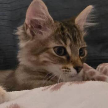 Etch -  Domestic Long Hair Cat for Adoption in Greenwood, Indiana - Etch | PetCurious