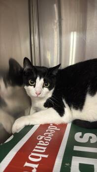 Joy -  Domestic Short Hair Cat Available for Adoption in Franklin Township, New Jersey - Joy | PetCurious
