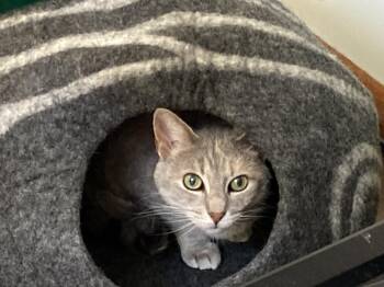 Dilute Calico Cats Available for Adoption - Luna | PetCurious