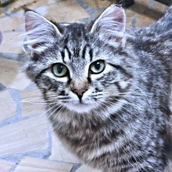 Rescue Domestic Long Hair Cats for Adoption in Rutherfordton, North Carolina - Simba | PetCurious