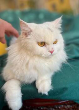 Bonded Dutchesse & Charm -  Turkish Angora and Maine Coon Cat for Adoption in Brampton, Ontario - Bonded Dutchesse & Charm | PetCurious